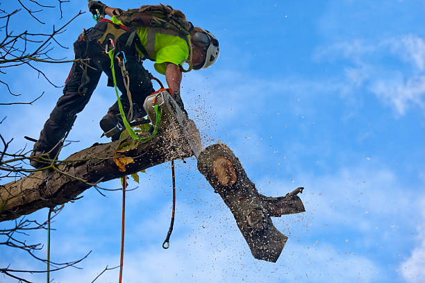 Best Palm Tree Trimming  in Windom, MN